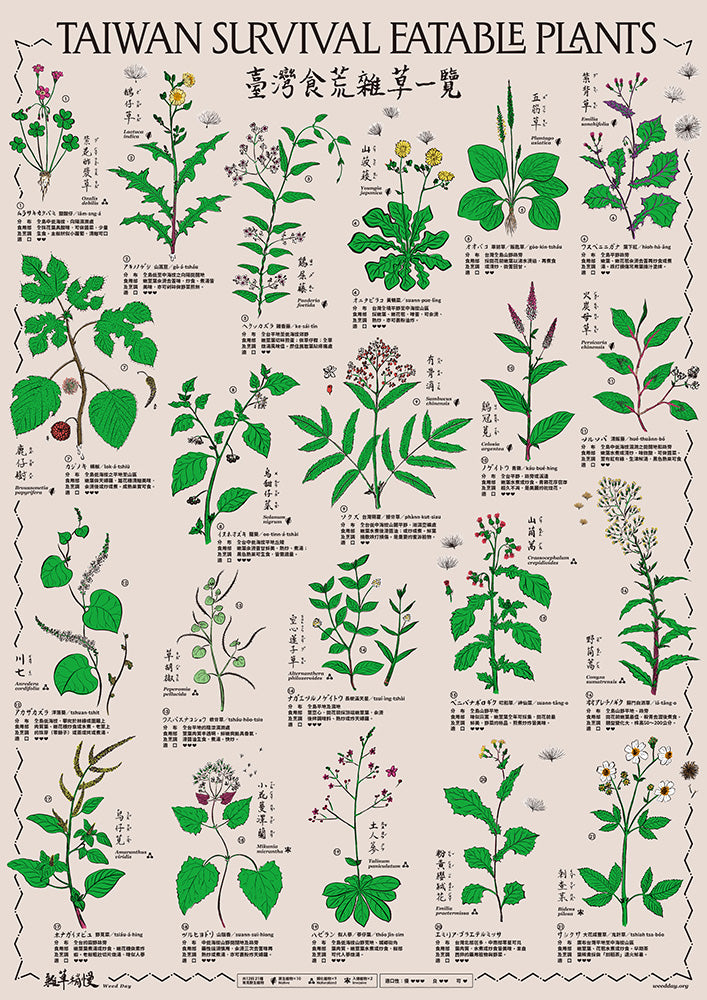〈臺灣食荒雜草一覽〉當代採集圖譜 Taiwan Survival Eatable Plants