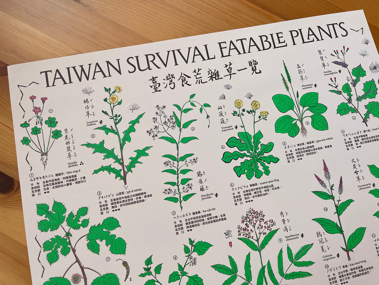 〈臺灣食荒雜草一覽〉當代採集圖譜 Taiwan Survival Eatable Plants